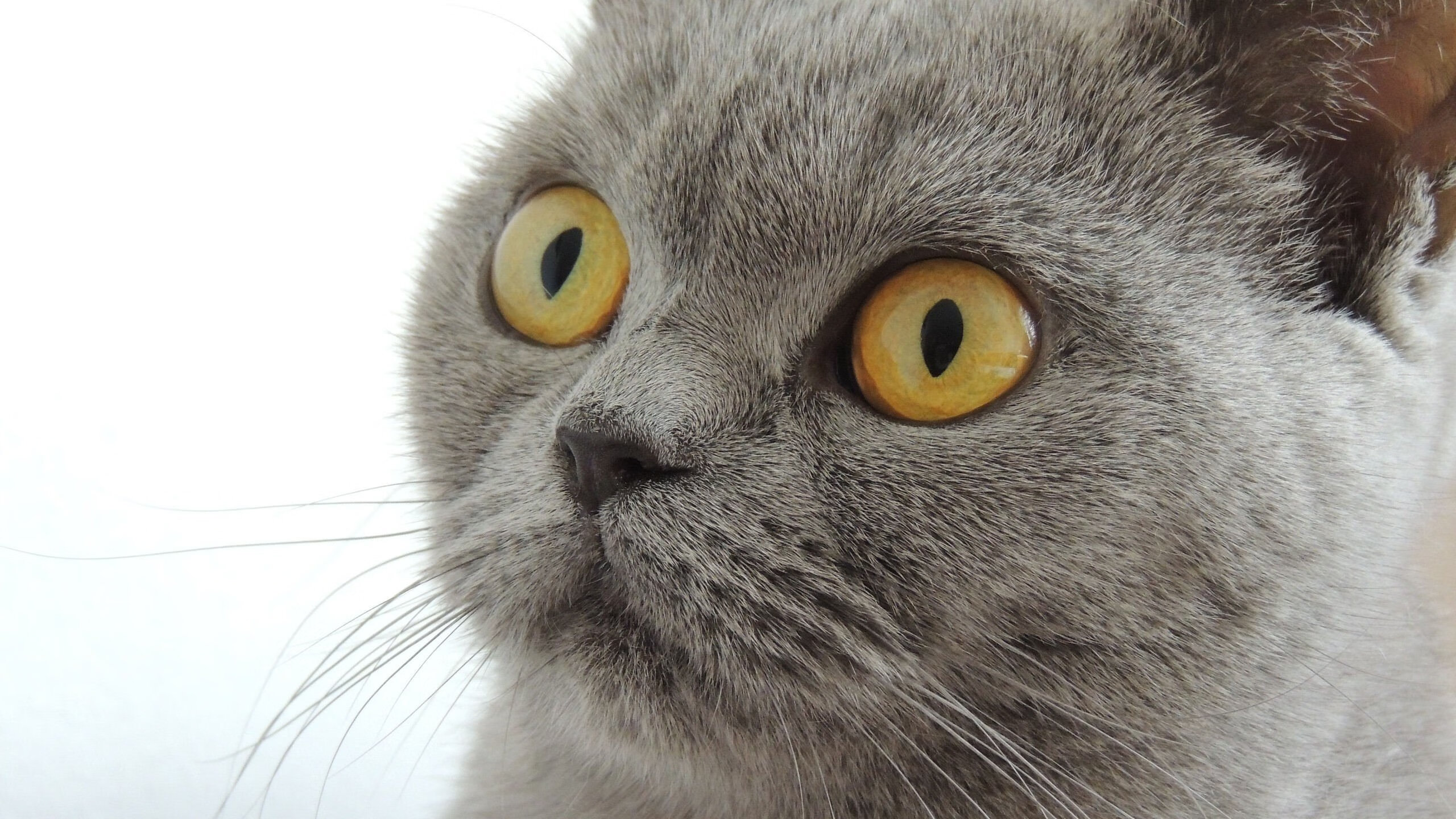 格纳布里用皇马球衣擦拭奖杯，那天晚上，伯纳乌为对手起立