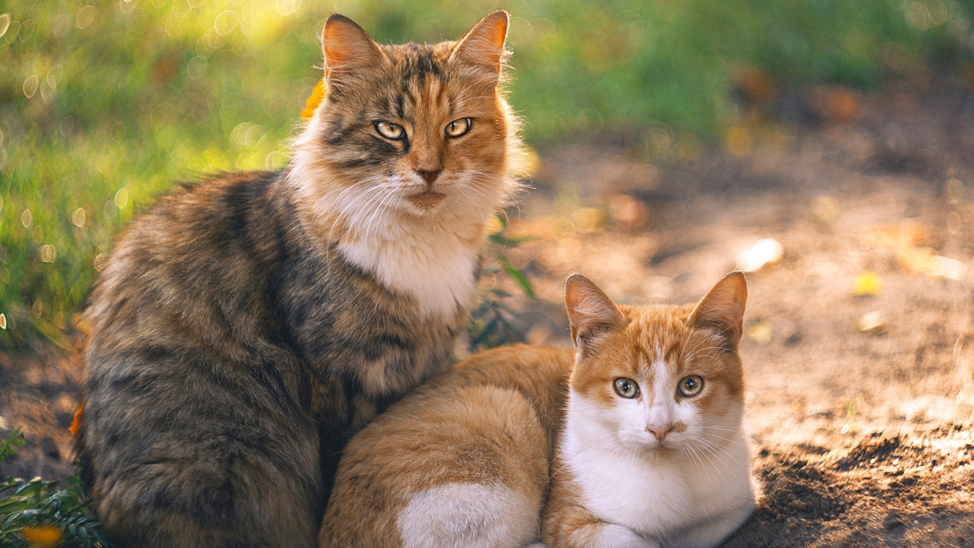 一剑封喉，郑思维与中国队的冰与火之歌
