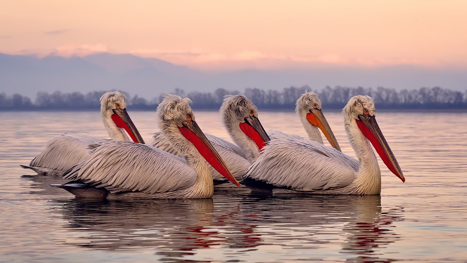 当阿尔卡拉斯照亮戴维斯杯，一场超越大满贯的荣耀之战