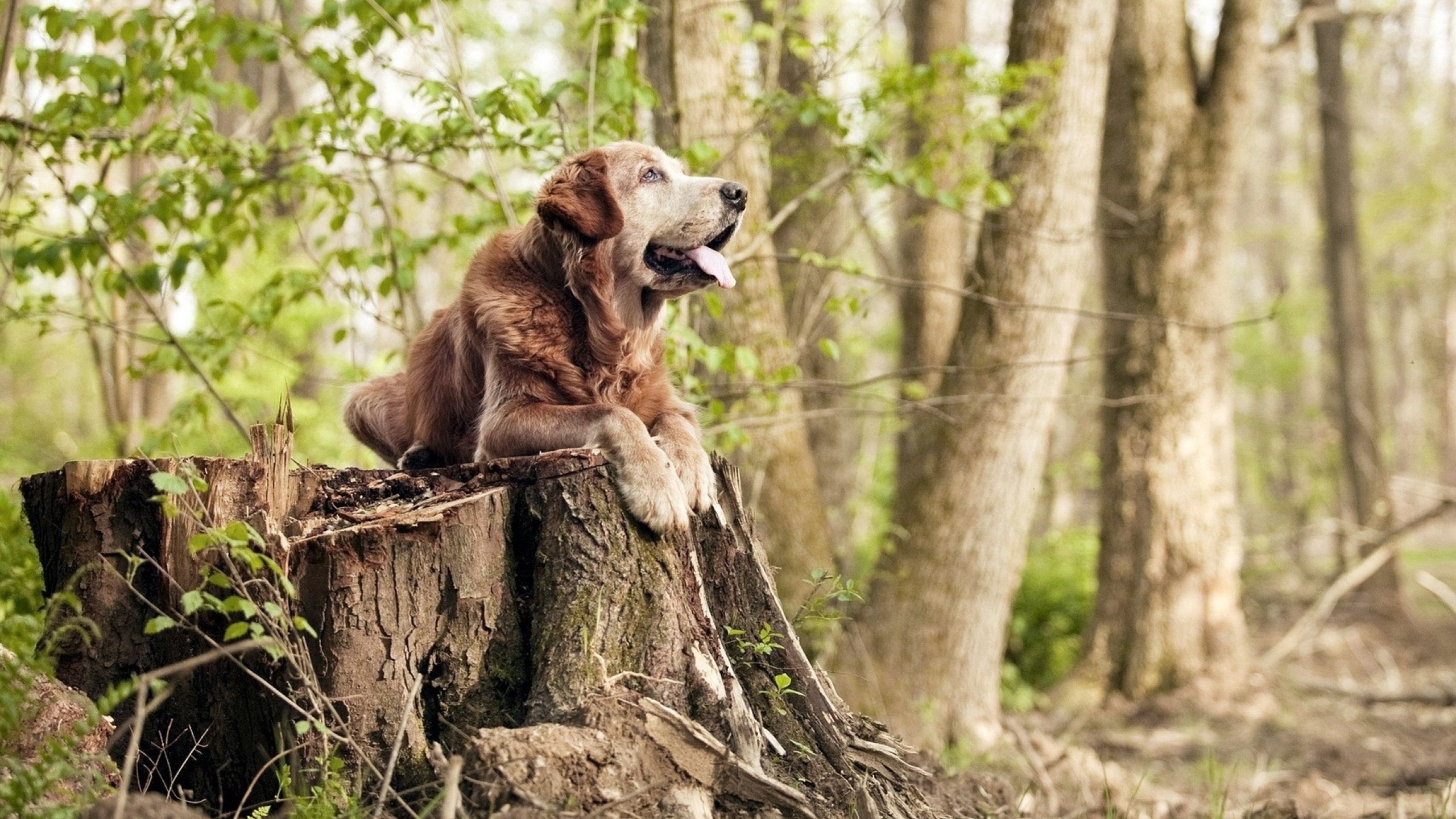 从落选秀到巨人杀手，范弗利特如何扛起尼克斯横扫热火的逆袭之路