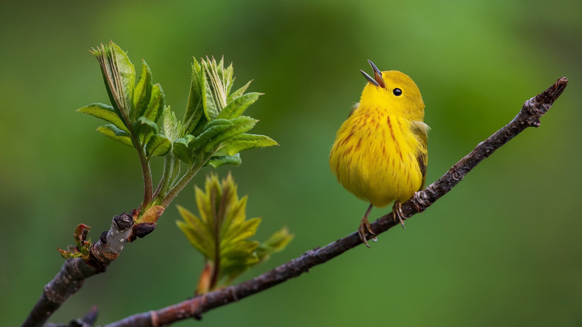 绿军断翼，北境新王加冕！莫兰特用天赋撕裂凯尔特人体系