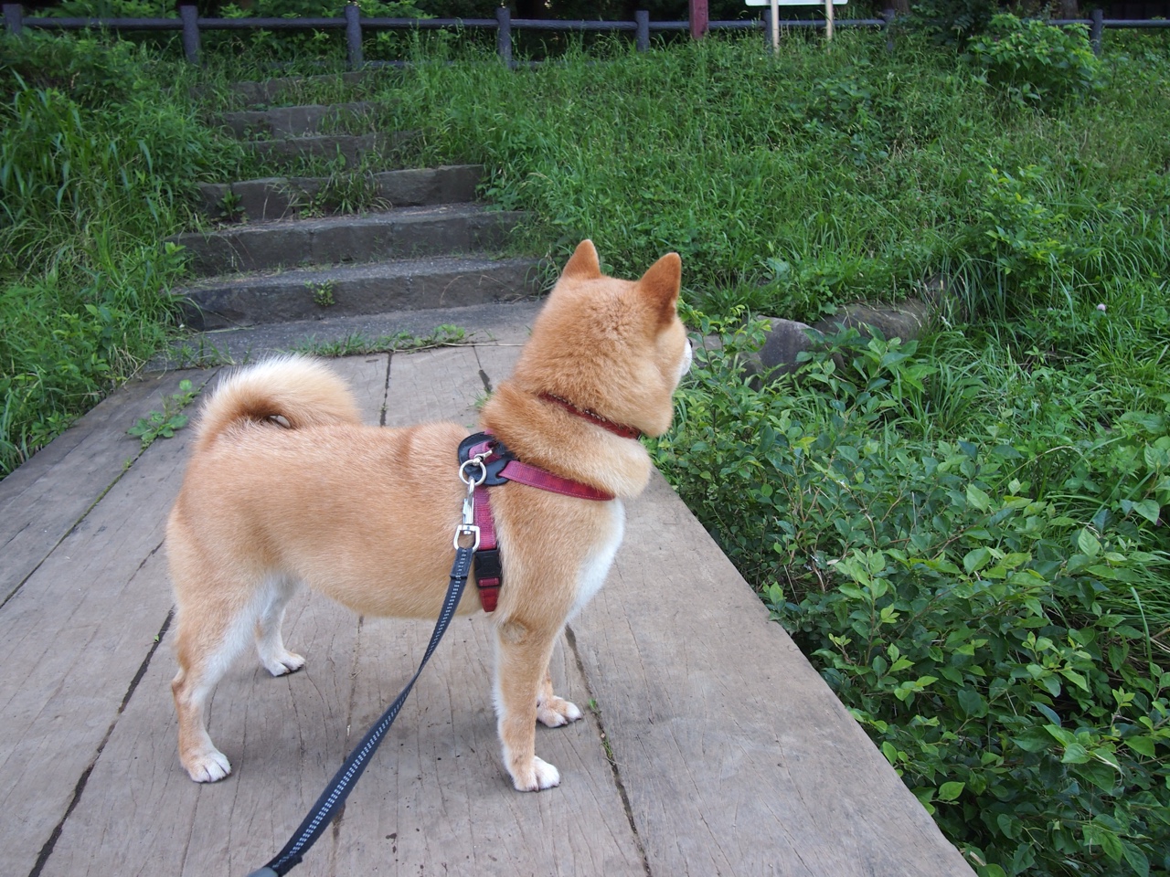 足球场上的乒乓旋风,王皓跨界指挥法国队完胜葡萄牙的秘密武器