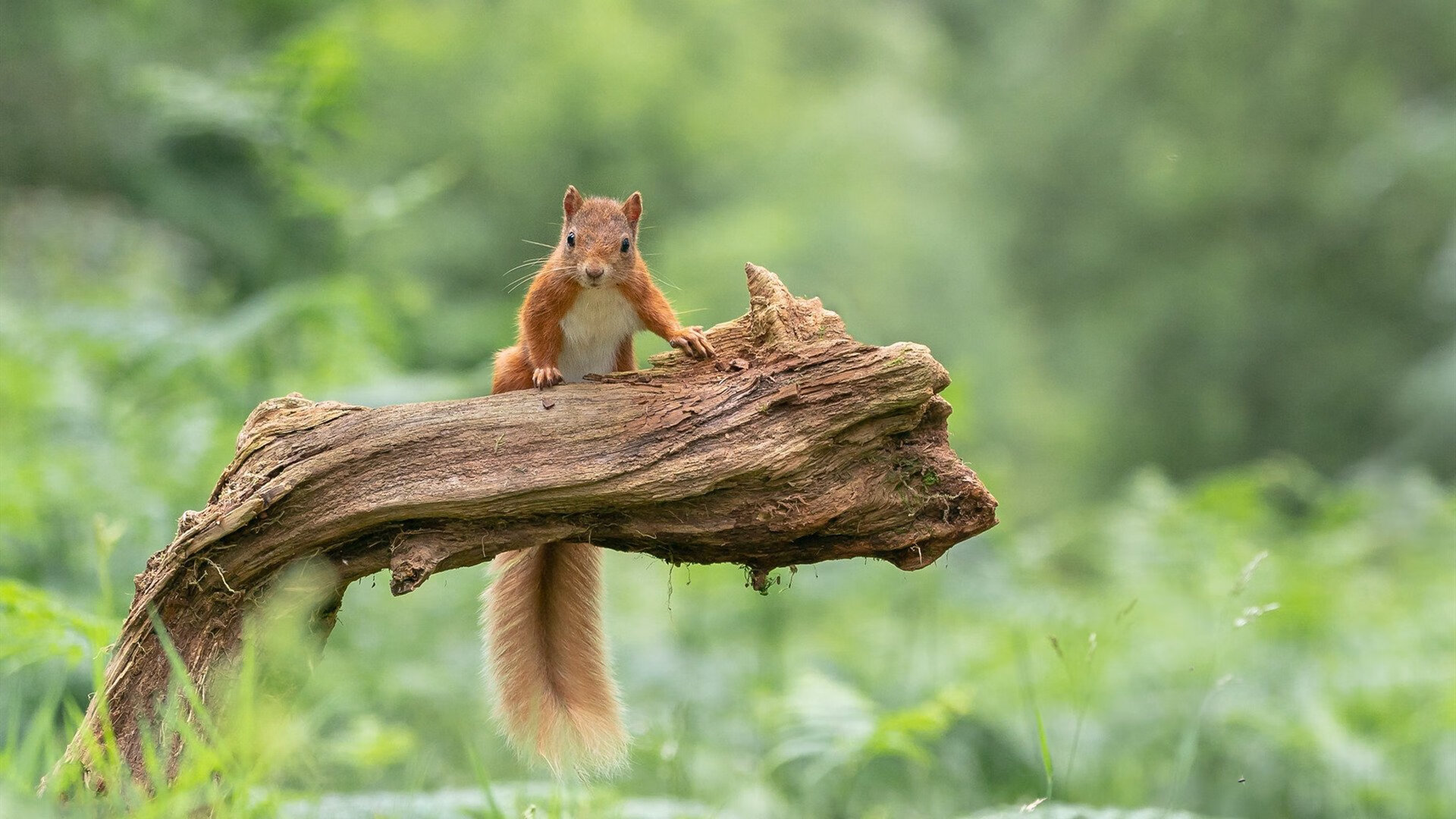 德国战车无情碾压尤文图斯,维尼修斯独揽光芒统治全场