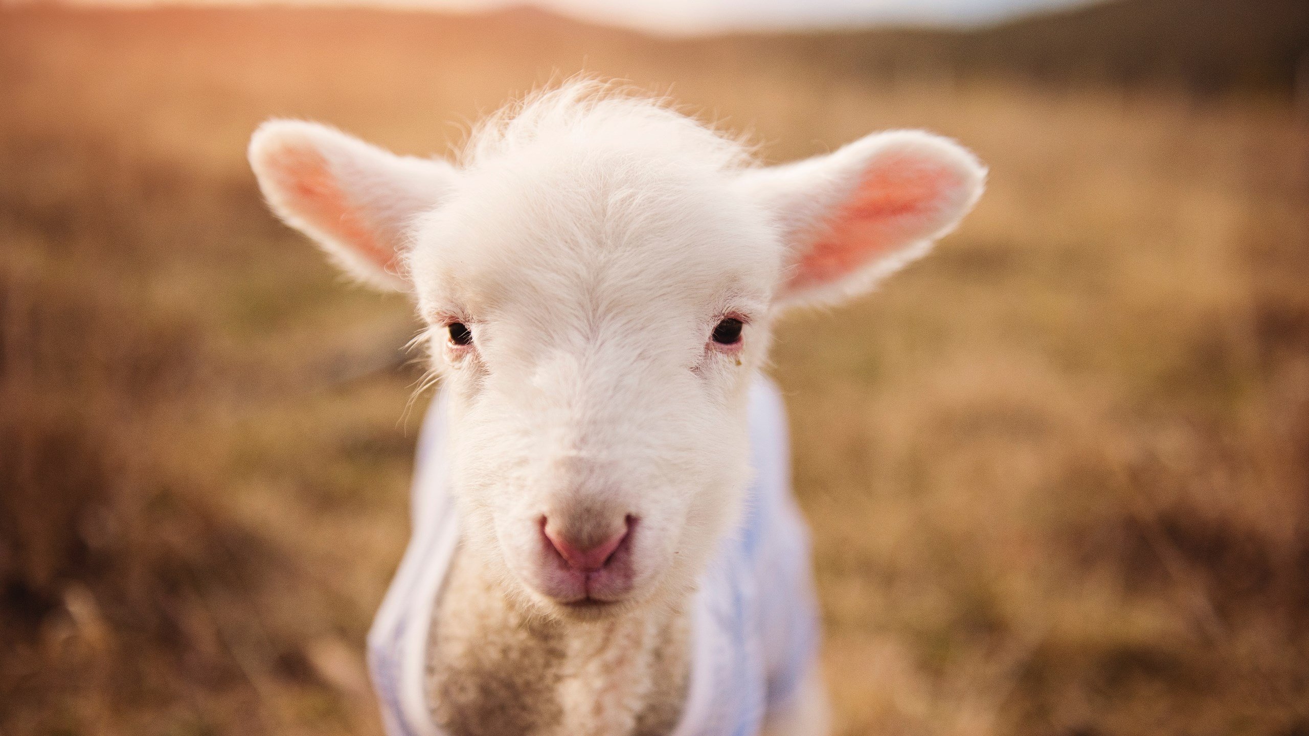 巨人杀手与魔术师，马里爆冷斩落新西兰，厄德高在美加墨世界杯的魔法之夜