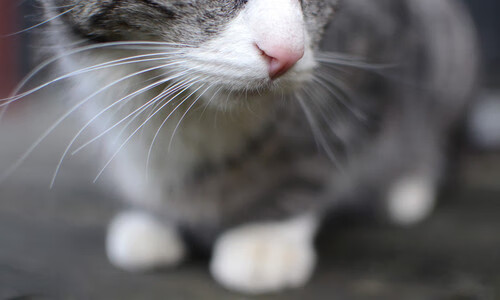 连击引擎，马刺精密节奏下，杰伦·格林如何用得分脉冲击穿北京防线