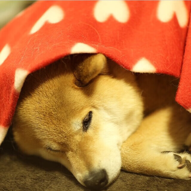 一柱擎天！戈贝尔关键防守锁死公牛，篮网绝境求生赢生死战