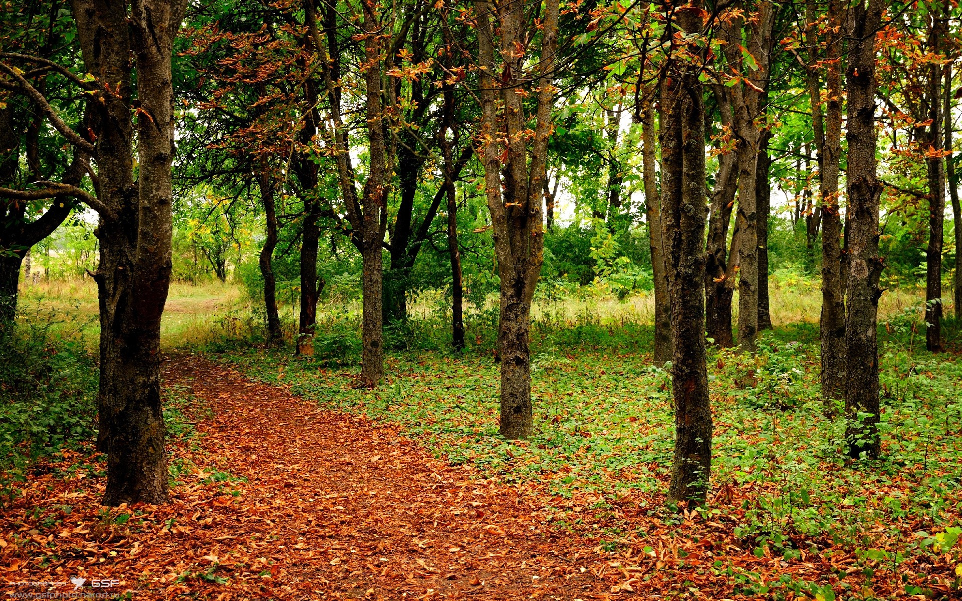 小球队的逆袭与大人物的掌控,布伦森在深圳告诉世界,何谓唯一
