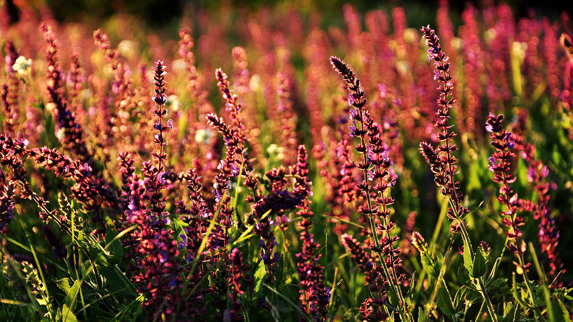 范弗利特三分如雨浇灭勇士希望,76人借东风提前锁定胜局