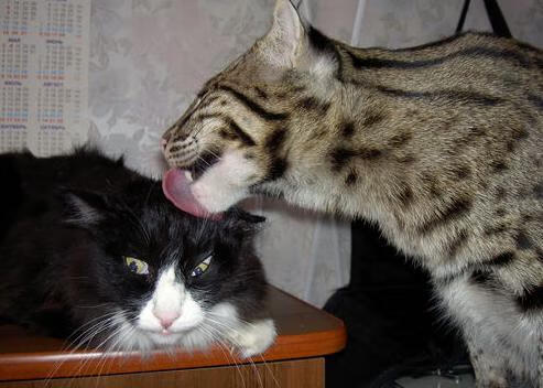 一球定音,格列兹曼闪光,摩纳哥险胜牙买加