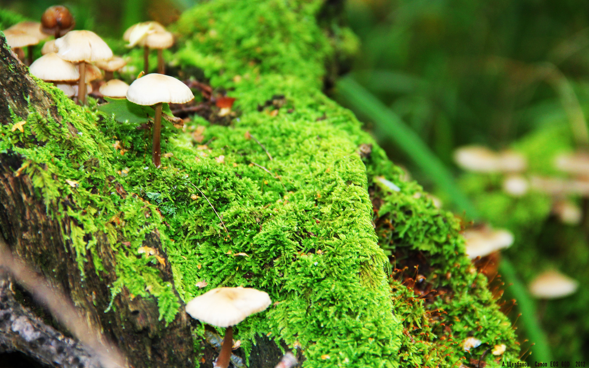 极速与绝杀，从巴林赛道到绿茵场的压哨哲学
