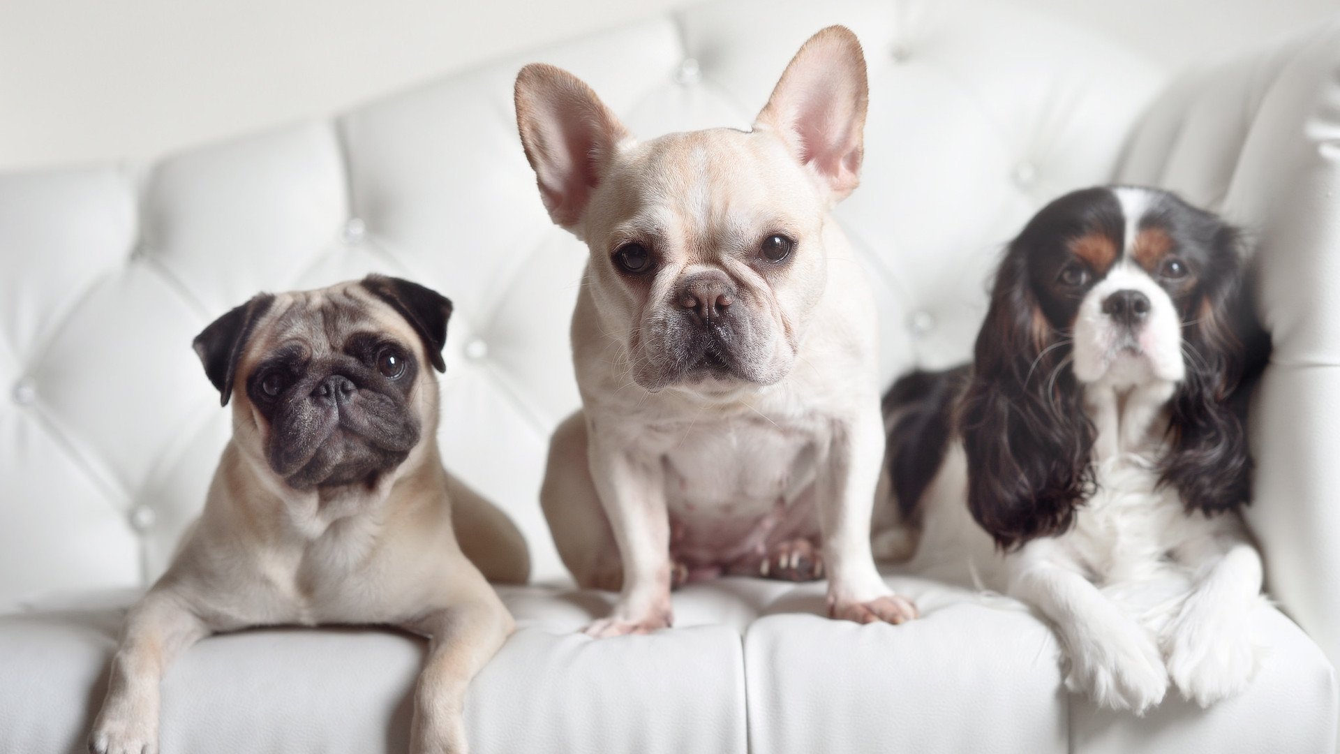 命运轮盘上的槌与锋，从智利生死战到三笘薰接管英超的艺术