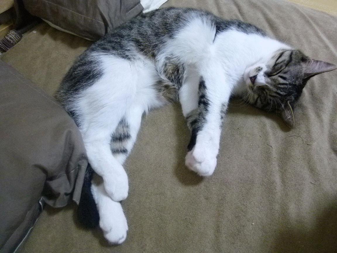 福克斯化身暗夜审判者!活塞提前15分钟终结悬念,骑士的致命七分钟窒息