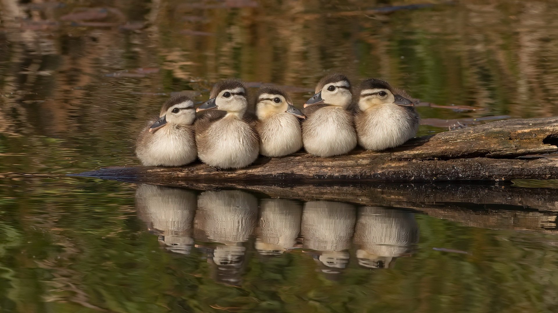 F1街道赛之夜,字母哥关键回合不手软,今夜我们都是见证伟大的幸运儿
