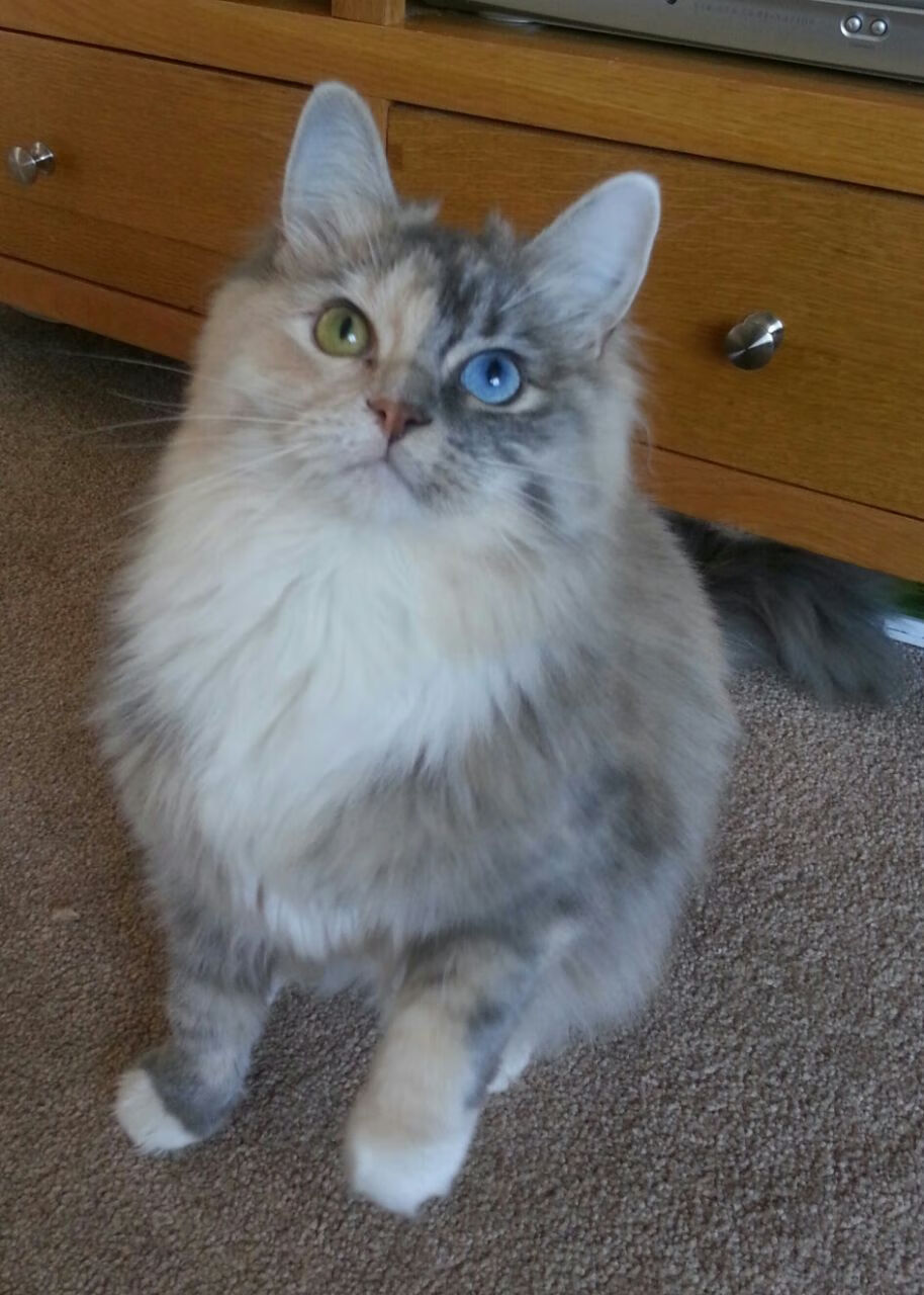 足球地球村,西甲德比、德甲劲旅与埃及文化的美妙邂逅