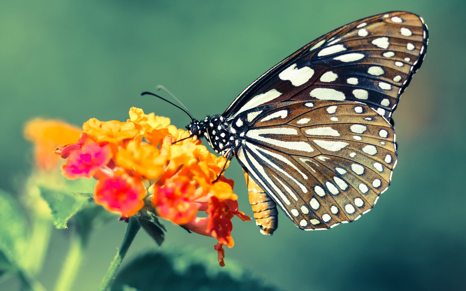 破冰!当瑞典的北欧寒流遭遇拉齐奥的罗马奏鸣曲