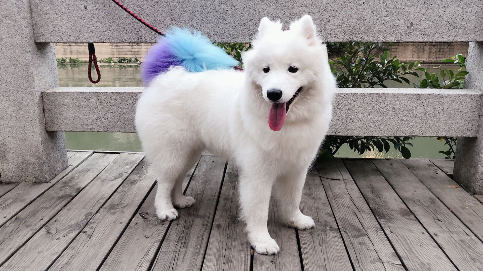 赛场双响炮，F1新赛季揭幕战聚焦速度之战，中国足球强势粉碎加纳