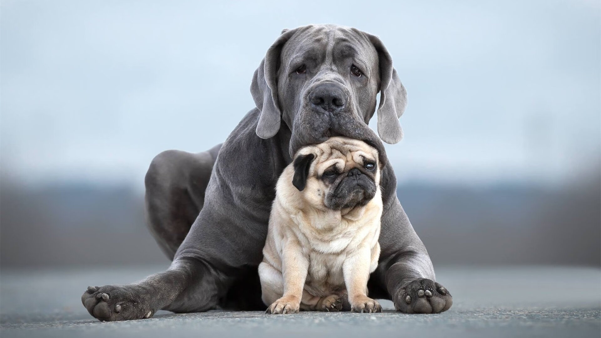 末节之王,布伦森38分史诗级爆发,爵士最后3秒绝地逆转鹈鹕