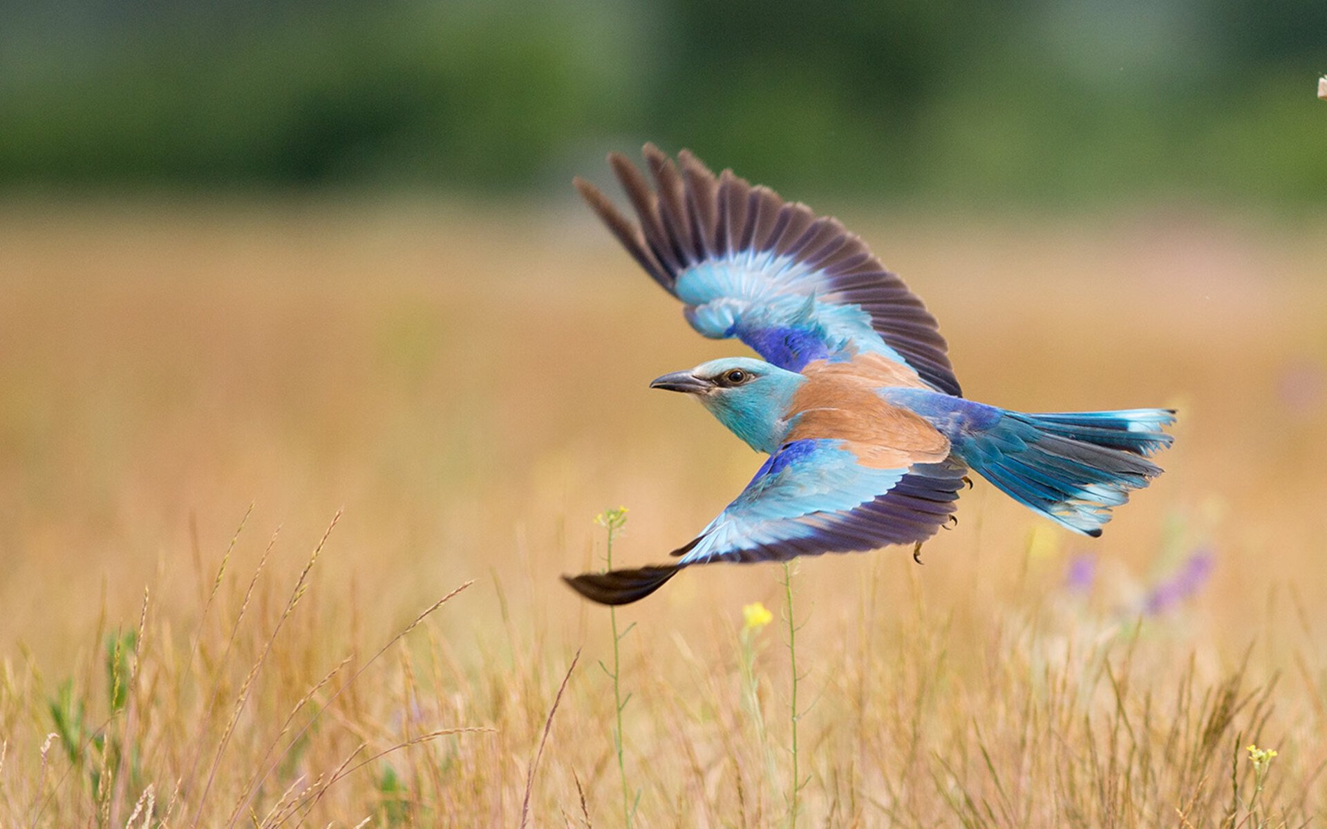孤星燎原，欧文48分焚毁北岸花园，亚特兰大逆天改命的史诗一夜 当末节之王邂逅团队风暴，老鹰用凯尔特人最擅长的方式完成了世纪审判