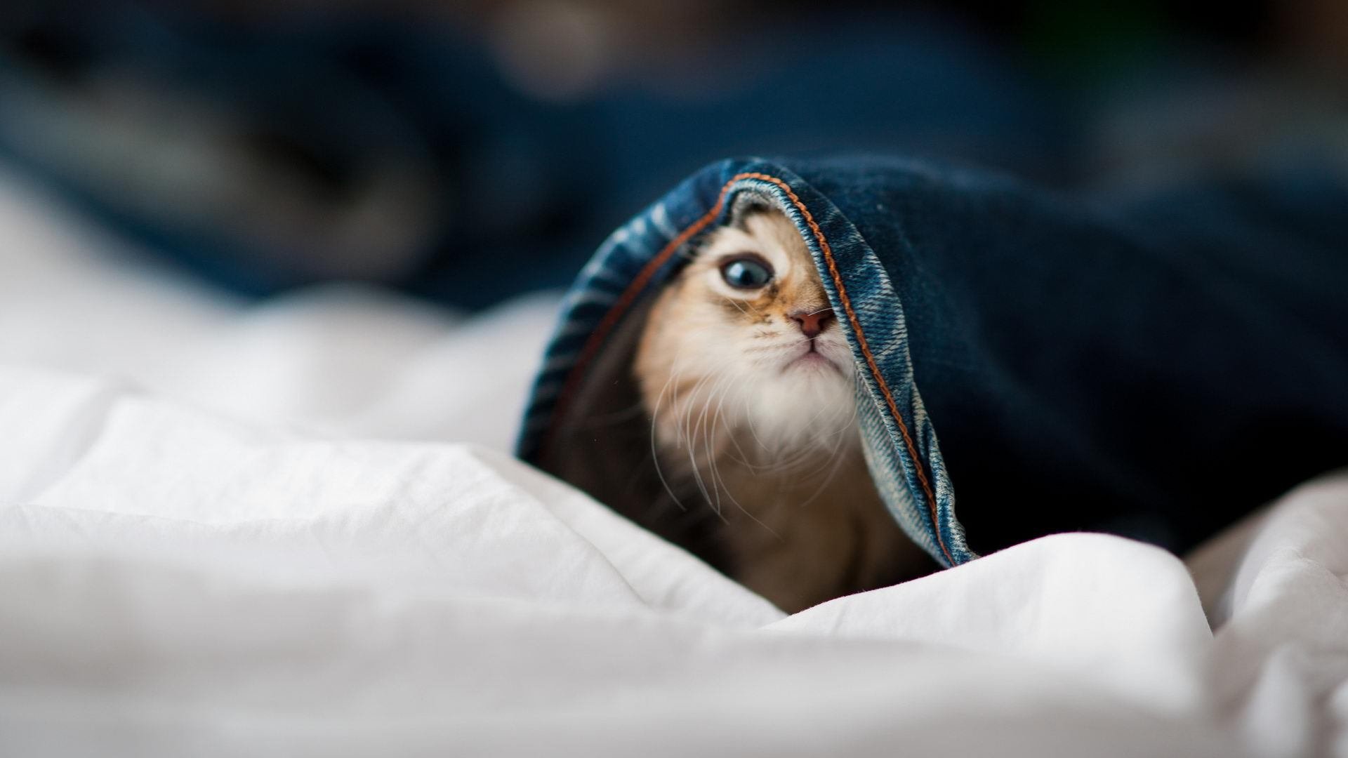 金玟哉，远方的墙