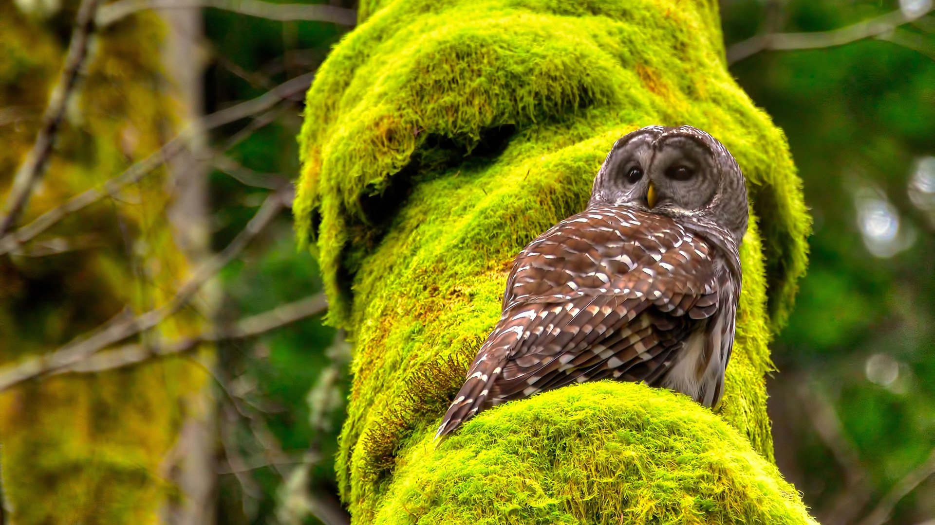 终极舞台的双重奏,欧冠决赛的绿茵交响与雷霆青春的蓝色风暴
